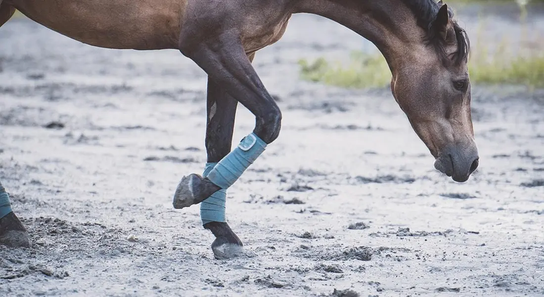 Horse with blue leg wraps walking on a dusty farm surface