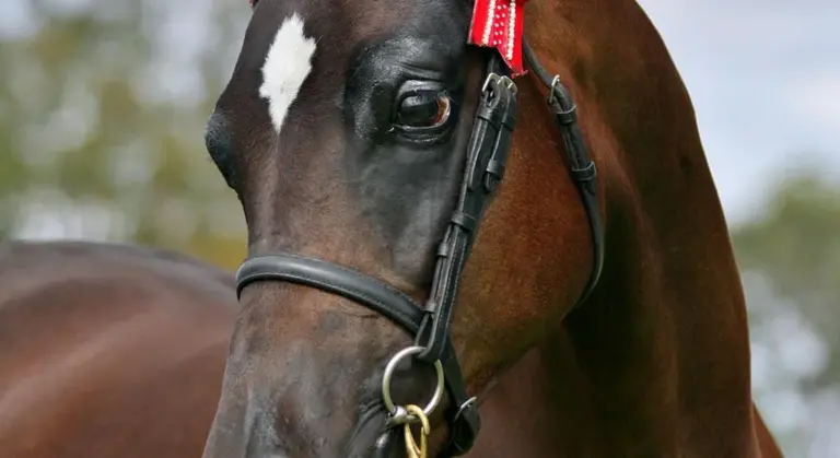 Close-up of a horse wearing a bridle, showing the bit in the mouth and a white blaze on its forehead.