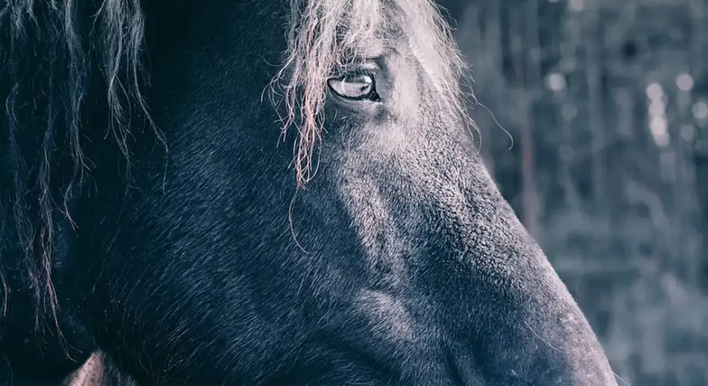 Horse Bits Explained: Types, Uses, and How to Choose the Right One
