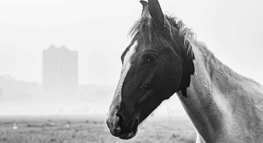 Close-up of a horse's head in black and white.