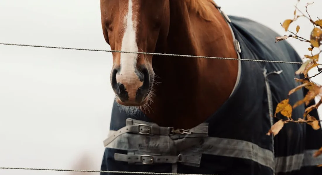 Close-up of a horse wearing a turnout blanket, standing behind a wire fence.