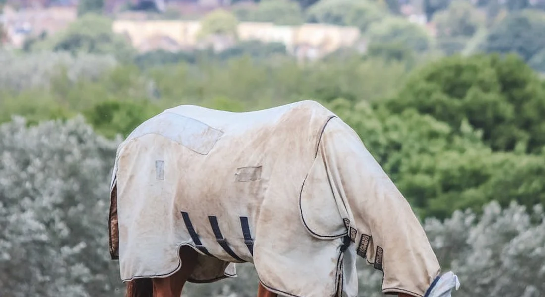 Horse wearing a dusty turnout blanket in a green pasture
