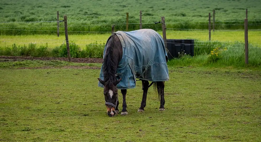 A horse wearing a blue turnout blanket grazing in a grassy field near a fence.