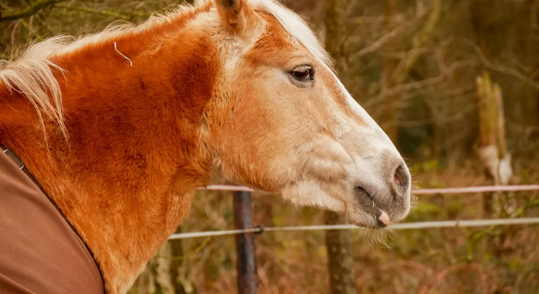 Close-up side profile of a horse wearing a brown rug outdoors