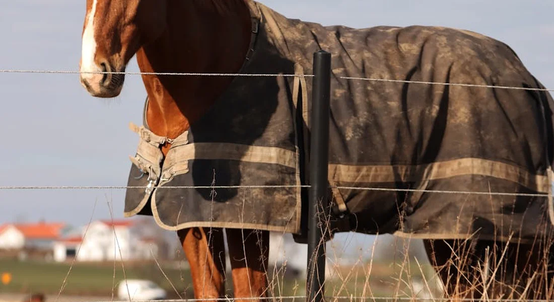 Brown horse wearing a dark turnout blanket standing near a fence in a sunny field