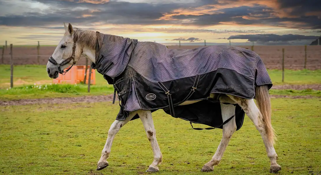 Grey horse wearing a turnout blanket in a field at sunset; the blanket appears worn with creases and sagging fabric.