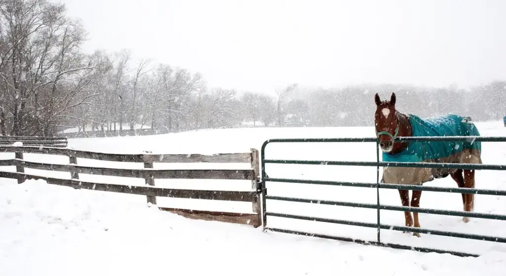 What Temperature Should You Blanket a Horse? Clear Guidelines from the Barn