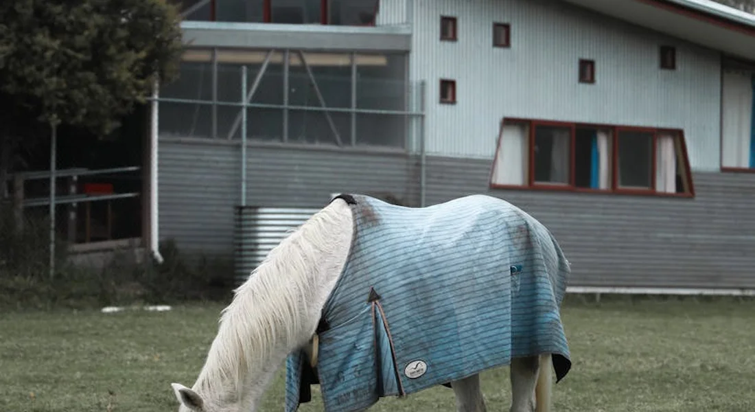 A horse wearing a blue turnout blanket standing on a grassy field with a barn in the background.