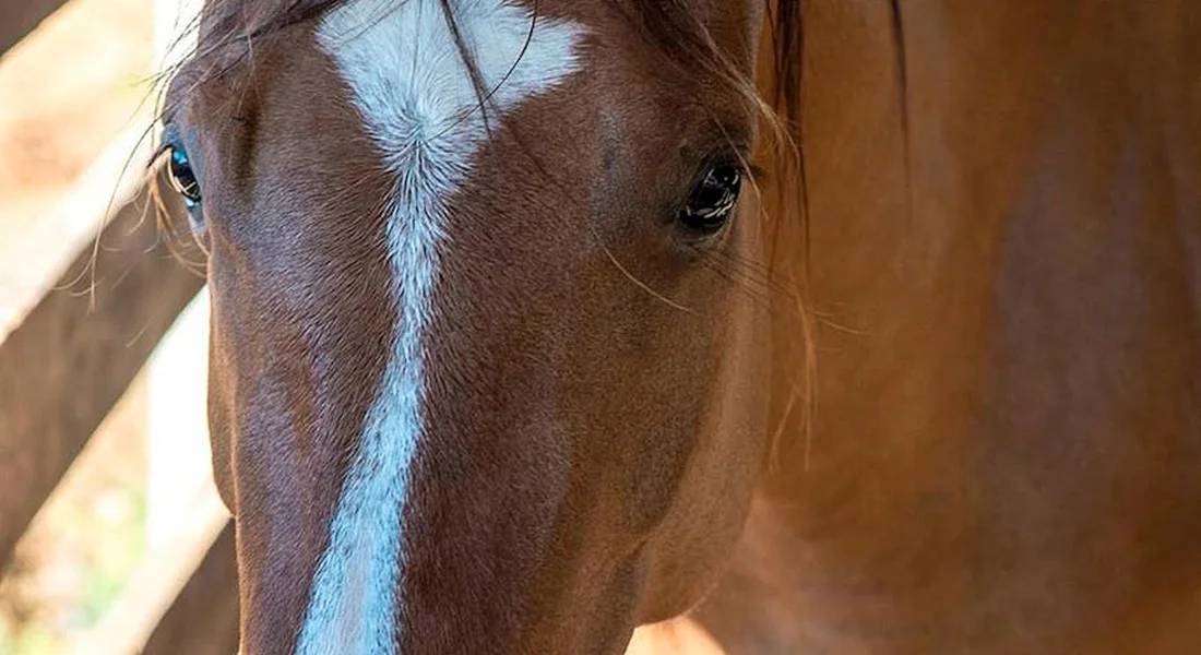 Close-up of a horse's face with a white blaze running down the center.