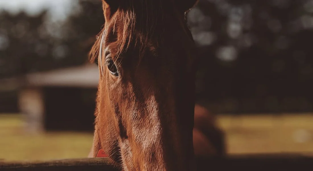 Close-up of a horse's head peering over a fence in a sunlit farm setting.