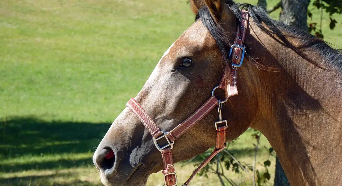 Close-up profile of a brown horse wearing a pink halter in a grassy field