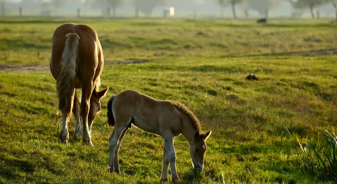 A mare and her foal grazing in a sunlit grassy pasture.