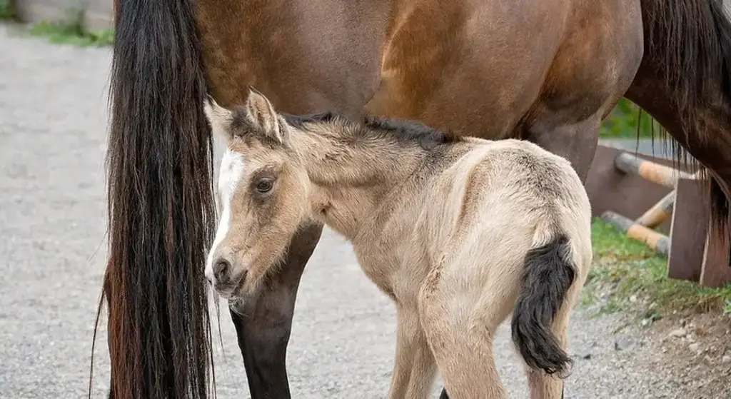 Horse Breeding Reasons: Making an Informed Decision for Your Equine Partner