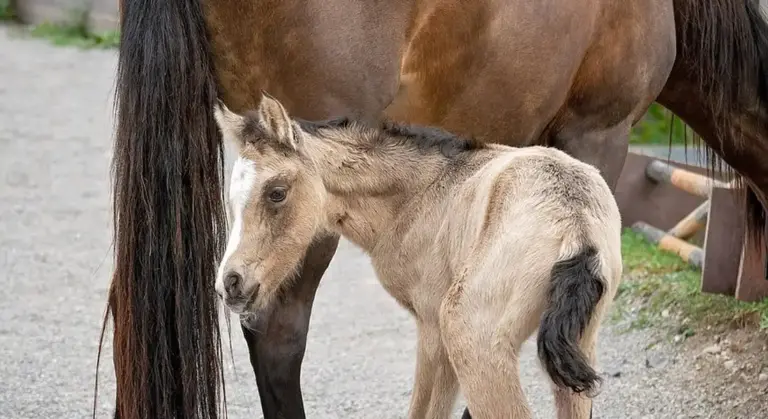 Light-colored foal standing beside its dam in an outdoor setting