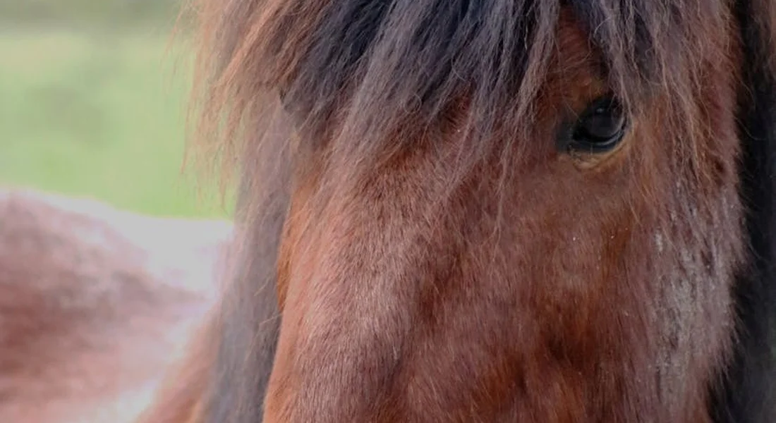 Close-up of a horse's head with a chestnut coat and dark mane.