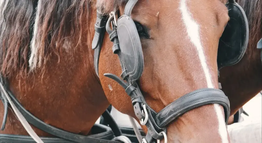 Can Horses Sit Like Dogs? Decoding Equine Anatomy and Resting Behaviors