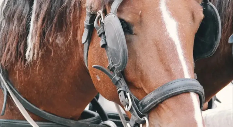 Close-up of a brown horse's head wearing a bridle and bit, with a white blaze running down its face.