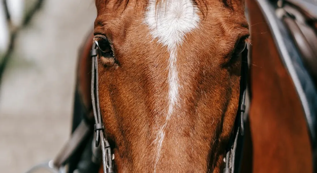 Close-up of a horse's head wearing a bridle, showing the leather headstall and bit against the horse's face.