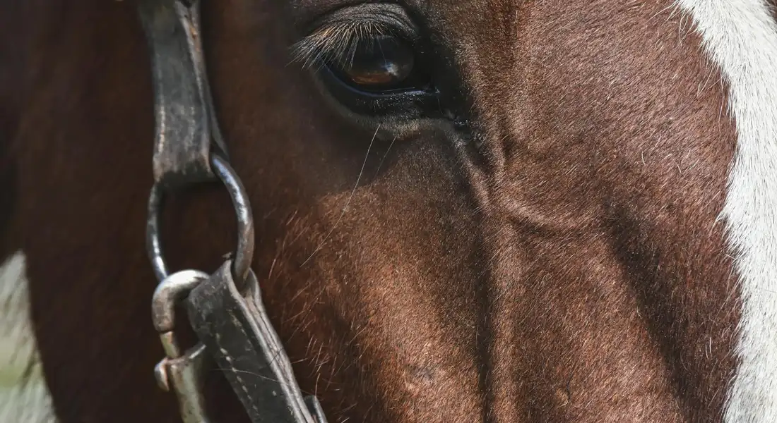 Close-up of a horse's bridle showing leather straps and a metal buckle
