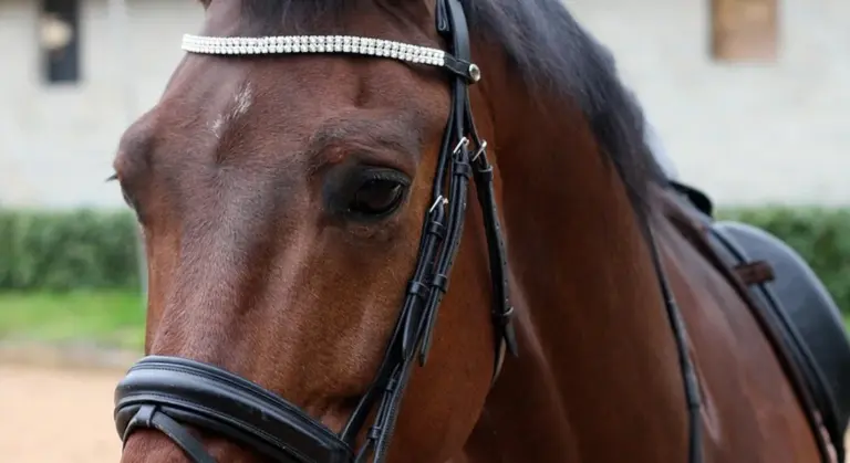 Close-up of a brown horse's head wearing a bridle