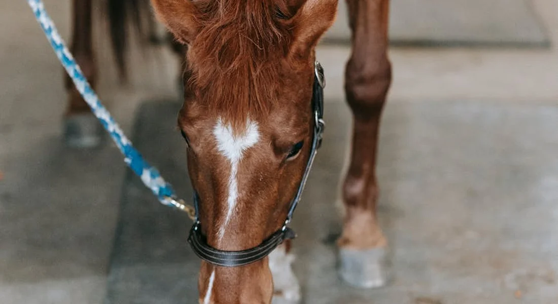 Close-up of a chestnut horse wearing a bridle with a bit, facing downward; a blue lead rope runs alongside the head, showing head and mouth area.