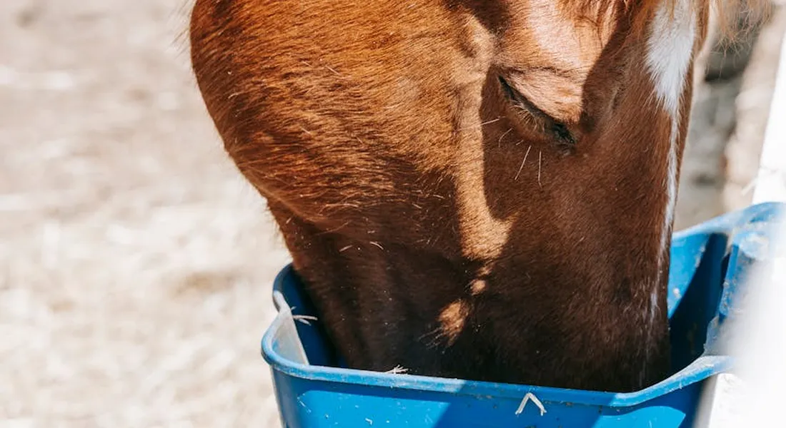 Close-up of a horse's head near a blue feeding bucket