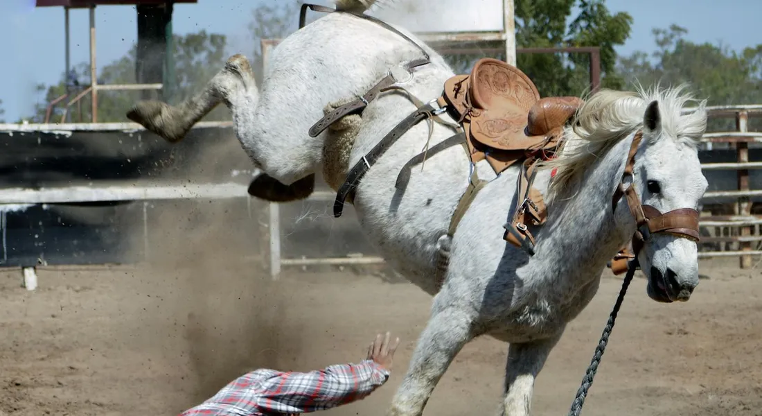 A gray horse bucks in a dusty outdoor arena while a person in a plaid shirt lies on the ground behind the horse; tack and saddle are visible.