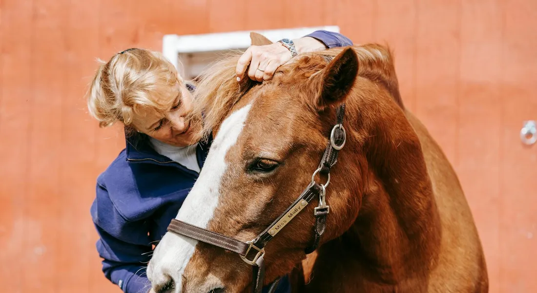 Caregiver leaning toward a brown horse in a stable, adjusting the horse's bridle