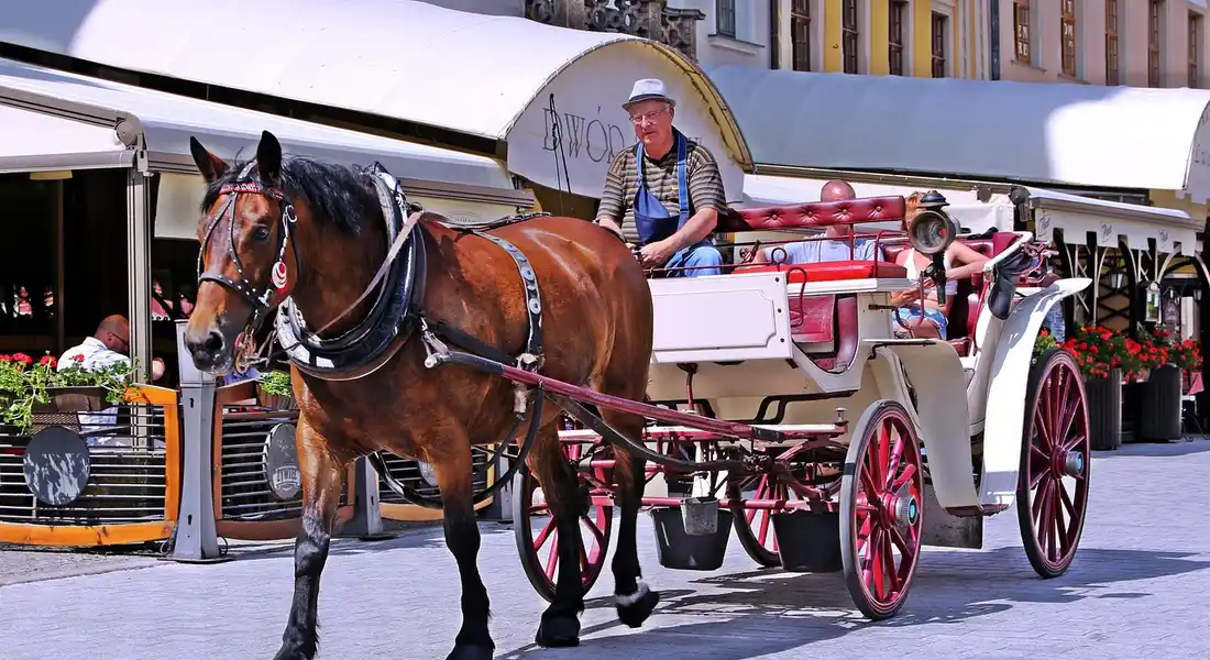 A horse pulls a decorative carriage on a sunny city street, with a driver sitting in the carriage and shopfronts visible in the background.