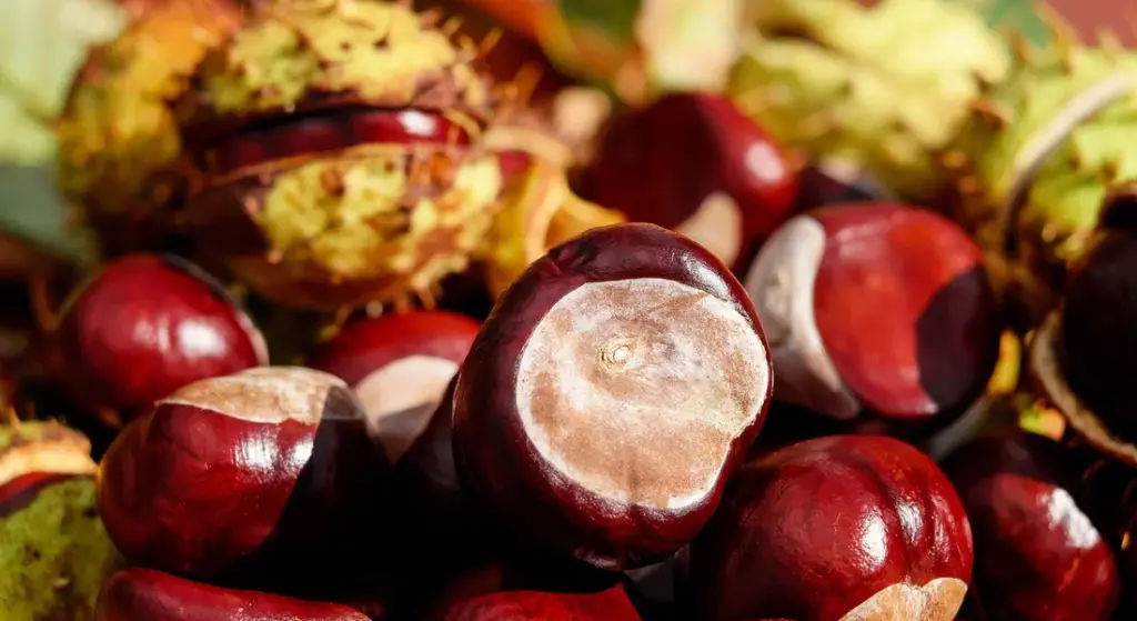 What Foods Are Toxic to Horses? Your Complete Safety Guide