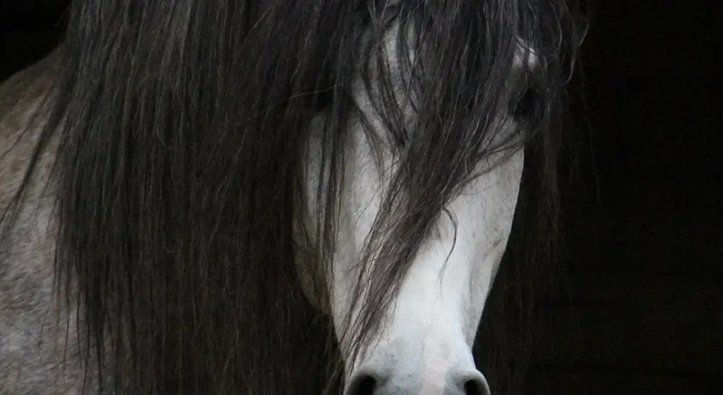 How Long Can a Horse Go Without Pooping or Urinating?