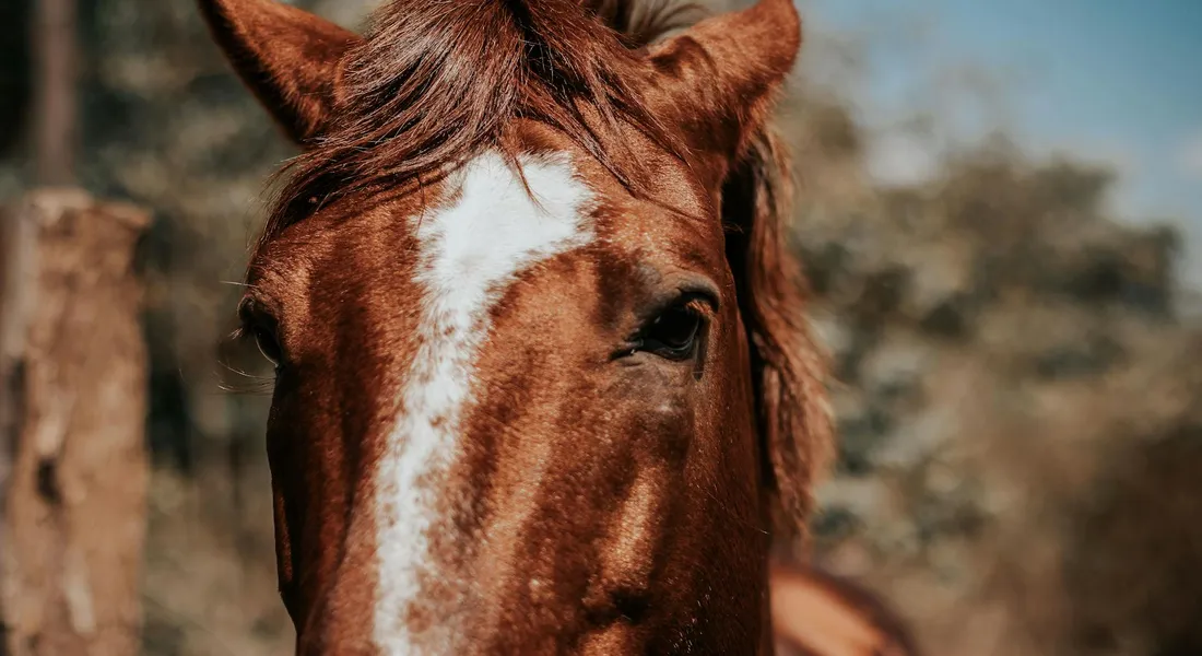 Close-up of a chestnut horse with a white blaze on its face