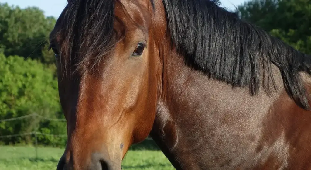 Creating a Sinking Fund for Horse Vet Emergencies: A Practical Savings Guide