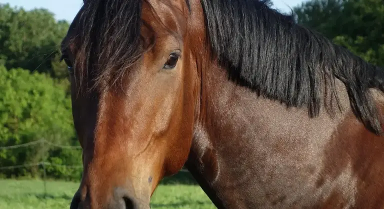 Close-up of a brown horse's head in a sunlit pasture.