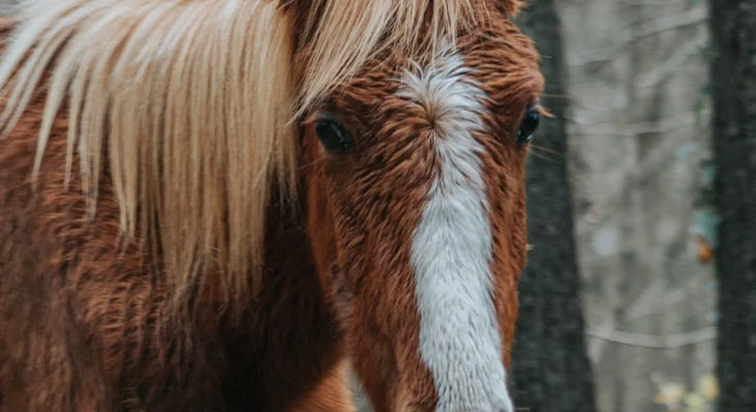 Close-up of a chestnut horse with a white blaze on its face, mane flowing, with a blurred forest background.