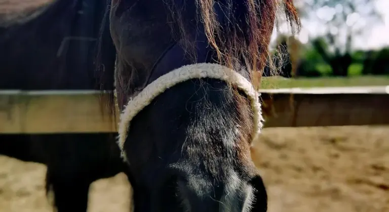 Close-up of a horse’s face wearing a white fleece halter in a sandy arena