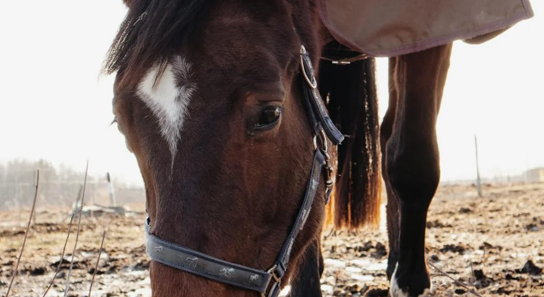 Close-up view of a brown horse with a white blaze on its forehead, wearing a halter, standing in a sunny, dusty outdoor area.