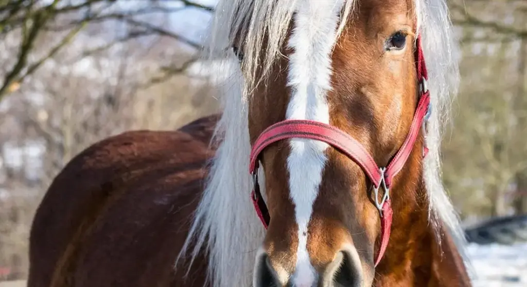 How to Build and Install Horse Fencing: A Complete Guide