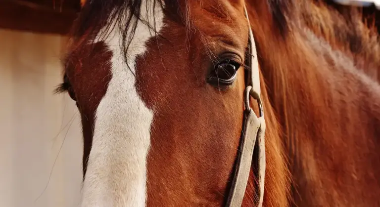 Close-up of a brown and white horse wearing a halter, gazing toward the camera.