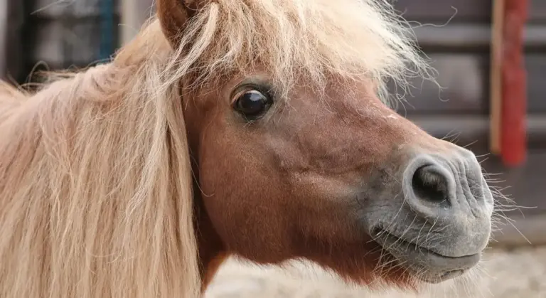 Close-up of a brown horse with a light mane, looking to the right.
