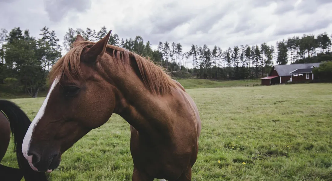 A chestnut horse with a light mane and white facial blaze standing in a grassy field