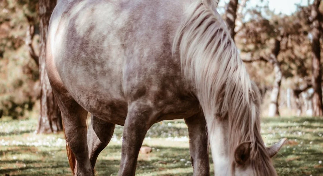 A gray dappled horse with a white mane grazing in a sunlit park, head lowered among autumn trees.