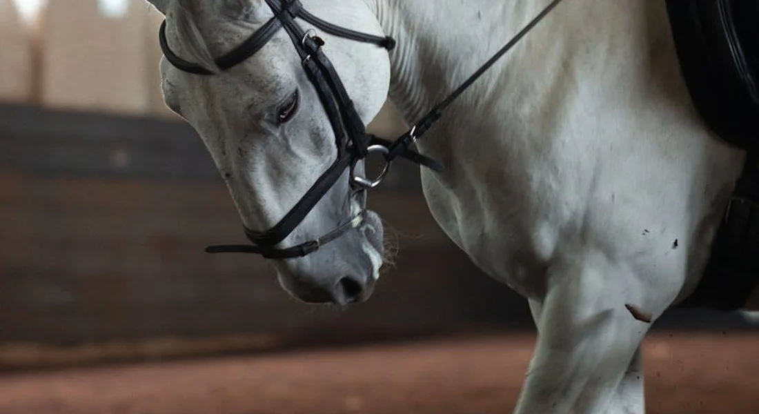 Close-up of a light gray horse wearing a bridle in an indoor arena, with its head lowered, ready for training.
