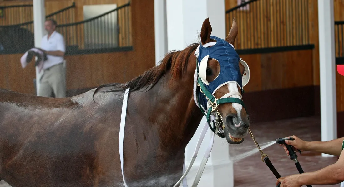 A horse wearing a blue fly mask stands in a stable while a handler holds its lead, illustrating the post-exercise cool-down.