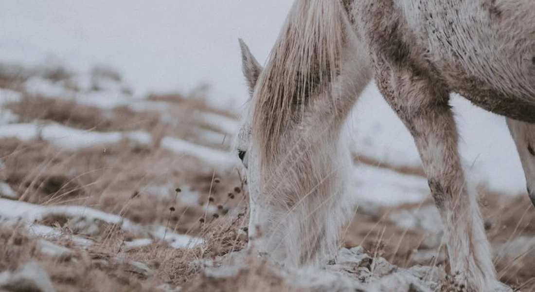 Close-up of a horse's legs and grazing in a snowy field, showing the horse in a winter pasture.