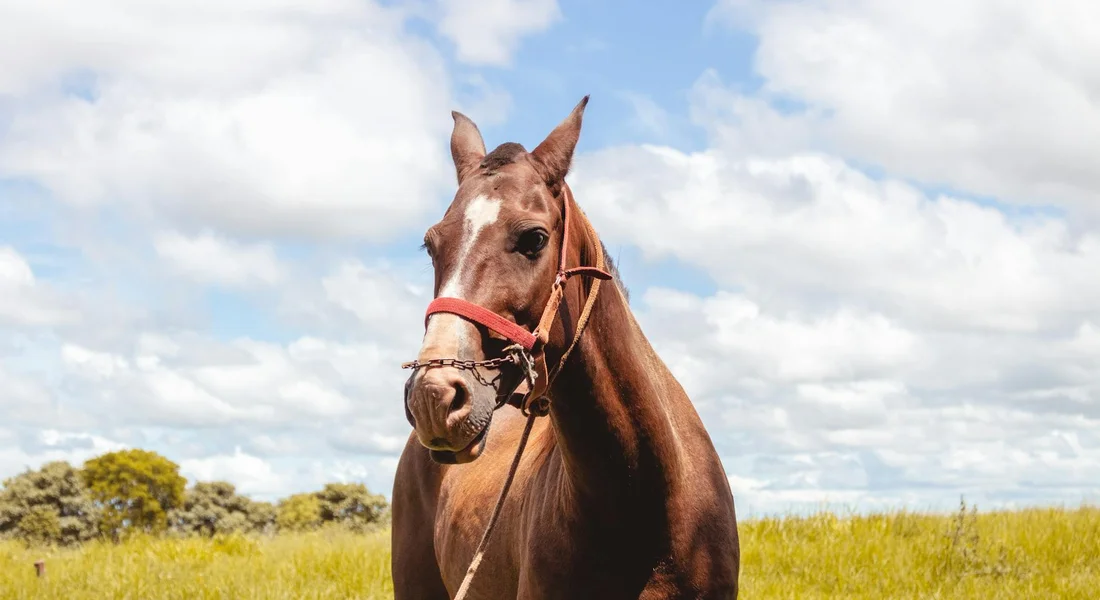 Brown horse wearing a red halter standing in a sunny field with a blue sky and scattered clouds