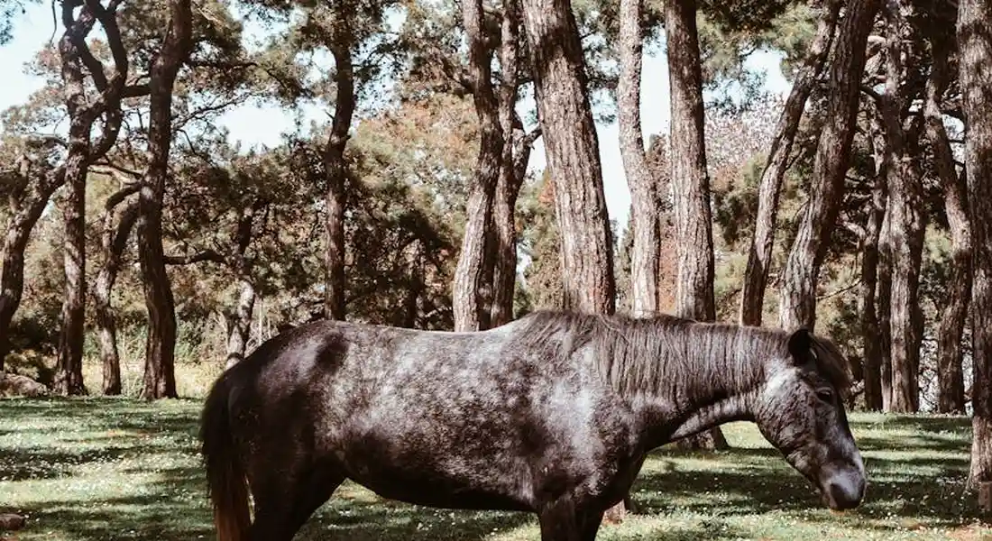 A dark horse standing in a shaded woodland clearing among tall trees.