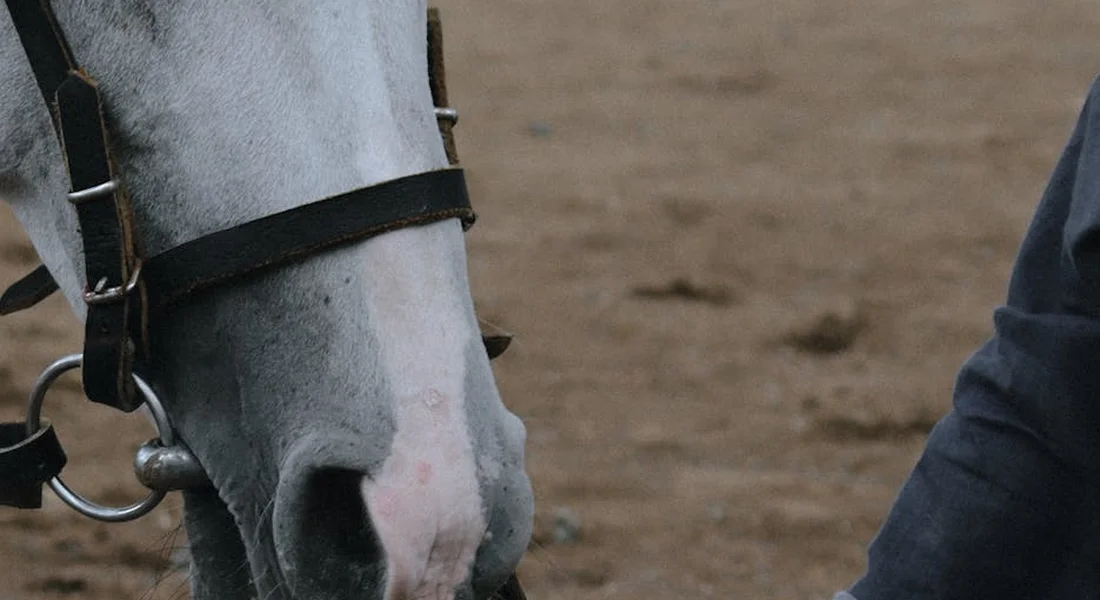 Close-up of a gray horse's head wearing a bridle as a handler holds a lead line during groundwork.