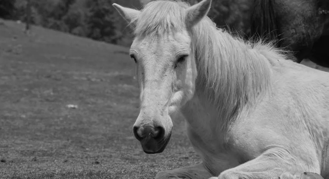 A pale horse lying on a grassy field, resting with its head near the ground.