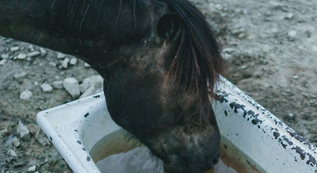 Horse drinking water from a white trough on a rocky surface